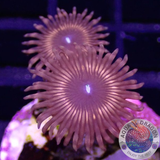 Krustenanemonen „Night Crawler“ WYSIWYG