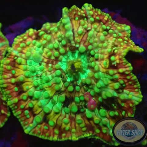Discosoma spp. “Sugar Crush” AD Special”