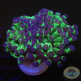Euphyllia baliensis „Jelly Stick“ WYSIWYG „AD Special“