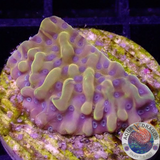 Montipora spp. „Crazy T“ AD Special