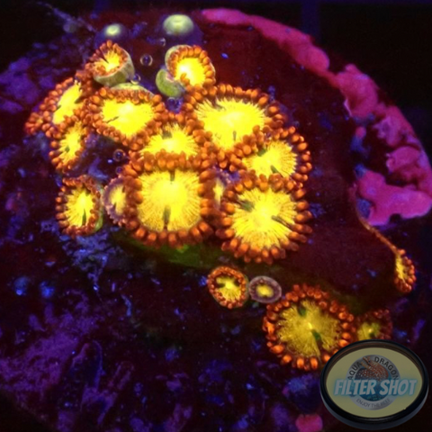 Krustenanemonen “Chocolate Orange” WYSIWYG