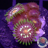 Krustenanemonen „Stargazer Nipple“