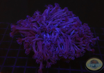 Goniopora spp. „Purple Flower“ WYSIWYG
