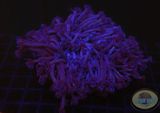 Goniopora spp. „Purple Flower“ WYSIWYG