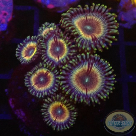 Krustenanemonen „Sonic Flare“ WYSIWYG „AD Special“