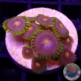 Krustenanemonen „Blow Pop“