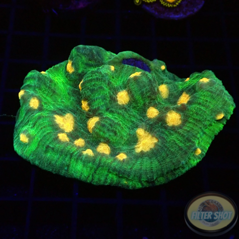 Echinophyllia spp. “Alien Spice” WYSIWYG