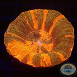 Homophyllia australis „Pumpkin“ WYSIWYG