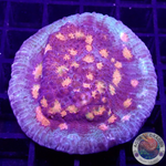 Echinophyllia spp. “Ninth Gate” WYSIWYG “AD Special”