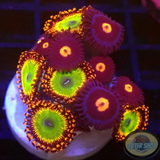 Krustenanemonen „Bowser & E.Y“ WYSIWYG