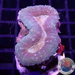 Lobophyllia spp. „Mask“ AD Special