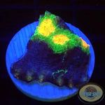 Echinophyllia spp. “After Shock” WYSIWYG