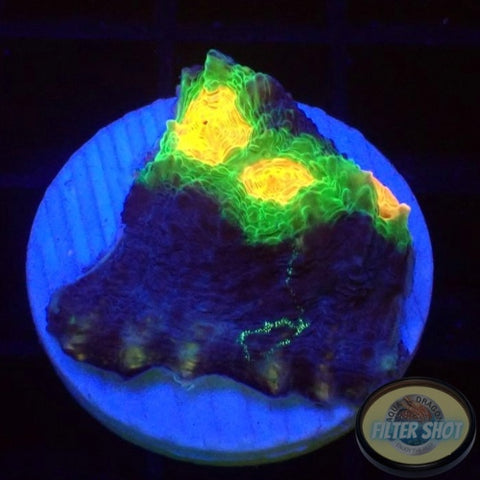 Echinophyllia spp. “After Shock” WYSIWYG