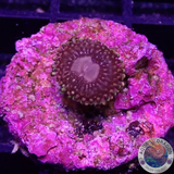 Krustenanemonen „Koala Eye“ WYSIWYG „AD Special“
