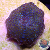 Discosoma spp. „Snake Bite“ WYSIWYG „AD Special“