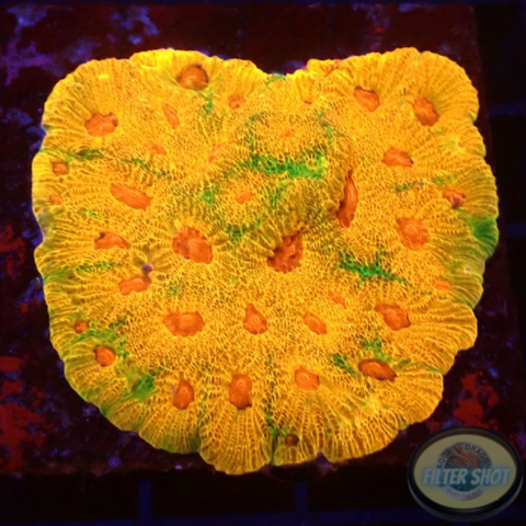 Favia spp. „Fascination“ WYSIWYG