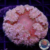 Phymanthus crucifer WYSIWYG