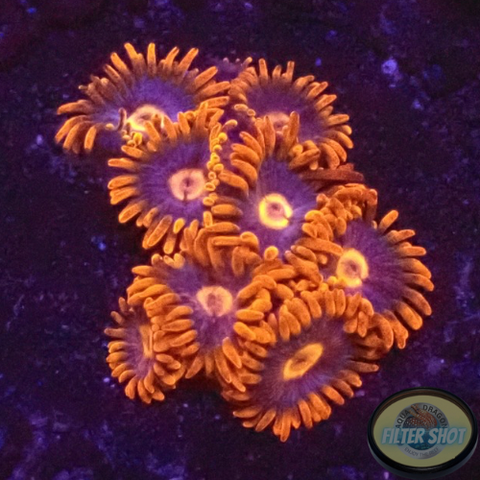 Krustenanemonen „Super Mario“