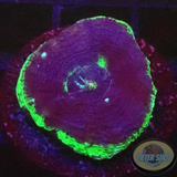 Homophyllia bowerbanki „UFO“ 🛸 AD Special