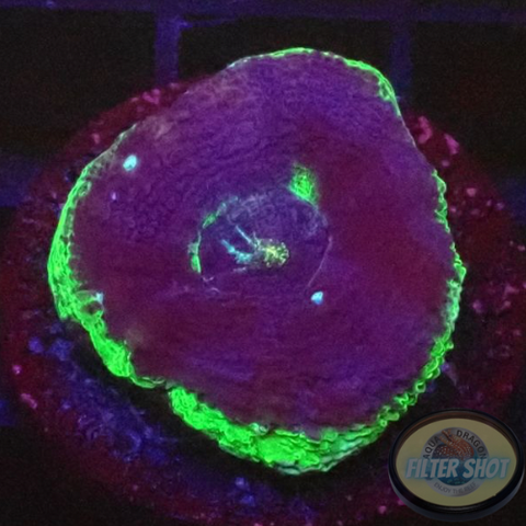 Homophyllia bowerbanki „UFO“ 🛸 AD Special