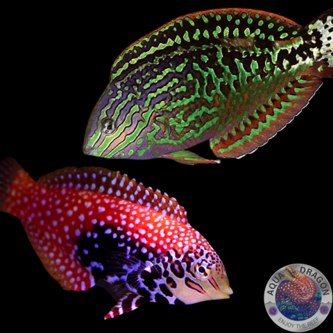Macropharyngodon bipartitus „Dimantlippfisch“ Paar