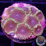 Krustenanemonen „Mesosphere“ WYSIWYG