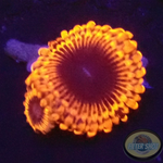 Krustenanemonen „Lunar Eclipse“