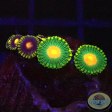Krustenanemonen „GBP & Jetpack“ WYSIWYG