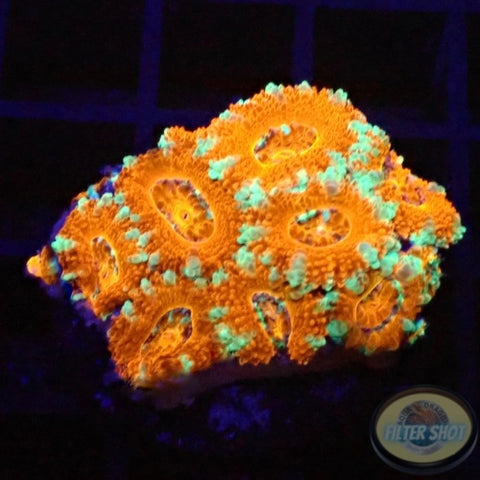 Micromussa spp. “Tiger” AD Special