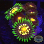 Krustenanemonen „Stargazer Nipple“