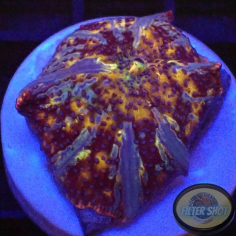 Discosoma spp. „Deep Space“ AD Special