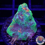 Echinophyllia aspera „Rainbow Bugatti“ WYSIWYG