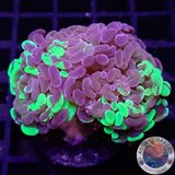 Euphyllia baliensis „Grafted Voodoo“ WYSIWYG „AD Special“