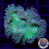 Duncanopsammia peltata “Toxic”