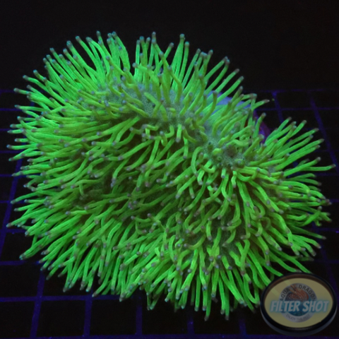 Sarcophyton spp. “Hedgehog” WYSIWYG