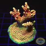 Acropora natalensis 🐉 „Dragon Breath“ WYSIWYG „AD Special“ ye