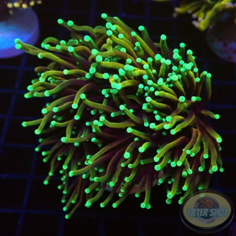 Euphyllia glabrescens 🐉 „Dragon Soul“ WYSIWYG