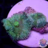 Discosoma neglecta „Lemon Kiss“ WYSIWYG „AD Special“