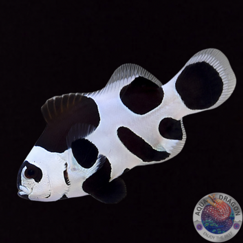 Amphiprion ocellaris „Black Storm“ Nachzucht