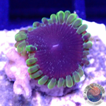 Krustenanemonen „Thermosphere“ AD Special