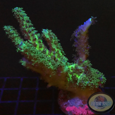 Acropora tenuis „PT“ WYSIWYG