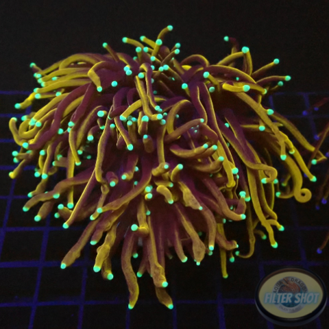 Euphyllia glabrescens „Hellfire“ WYSIWYG