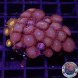 Krustenanemonen „Hidden King“ WYSIWYG