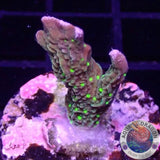 Montipora stellata „Star Wars“ AD Special