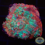 Echinophyllia spp. „Murder Case“ WYSIWYG
