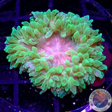 Entacmaea quadricolor „Toxic“