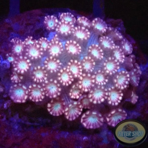 Alveopora spp. „Rose“ WYSIWYG