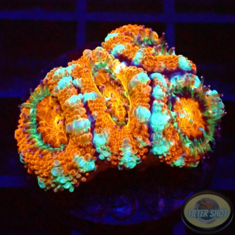 Micromussa spp. „Tiger“ WYSIWYG „AD Special“