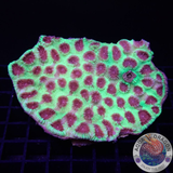 Favia spp. „Christmas Punch“ WYSIWYG „AD Special“