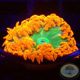 Phymanthus crucifer WYSIWYG